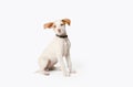 Little podenco puppy dog Ã¢â¬â¹Ã¢â¬â¹sitting on white background.